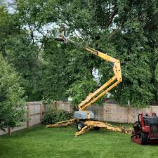 Best Stump Grinding and Removal  in Red Corral, CA