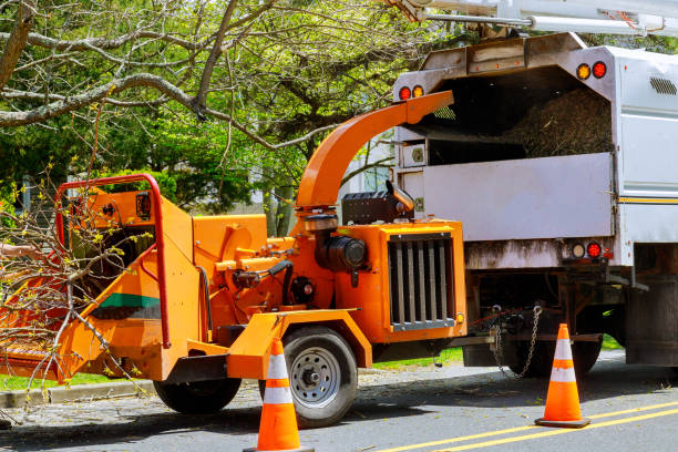Best Root Management and Removal  in Red Corral, CA