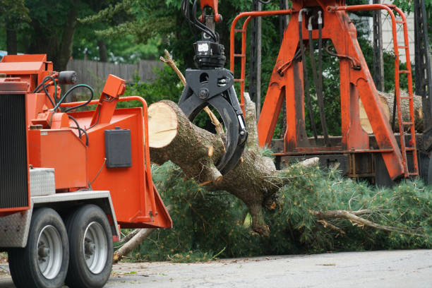 Best Firewood Processing and Delivery  in Red Corral, CA