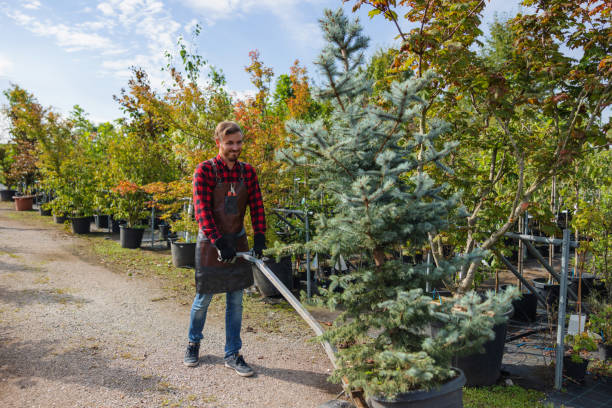 Professional Tree Removal in Red Corral, CA